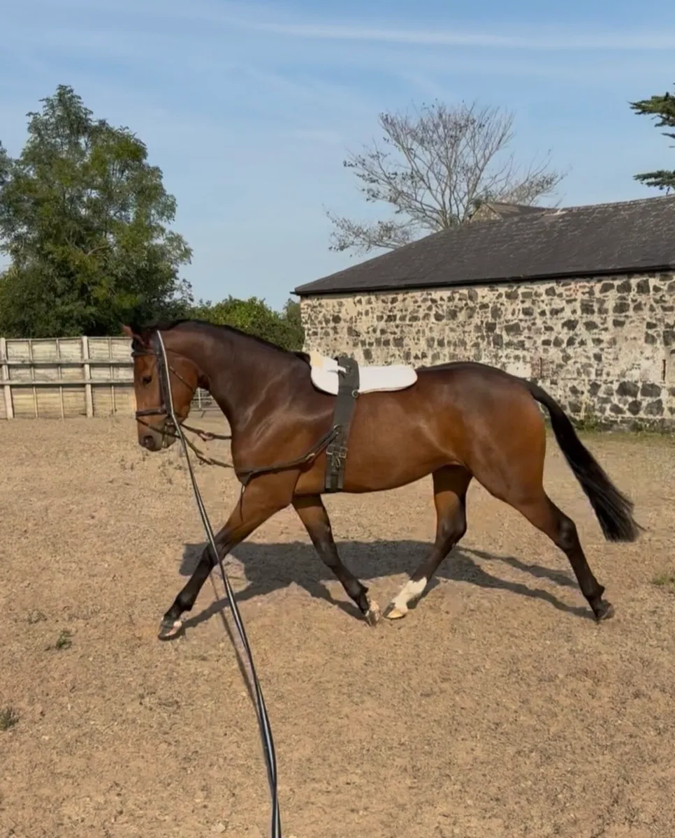 3 yr old Filly by Colandro - Image 3