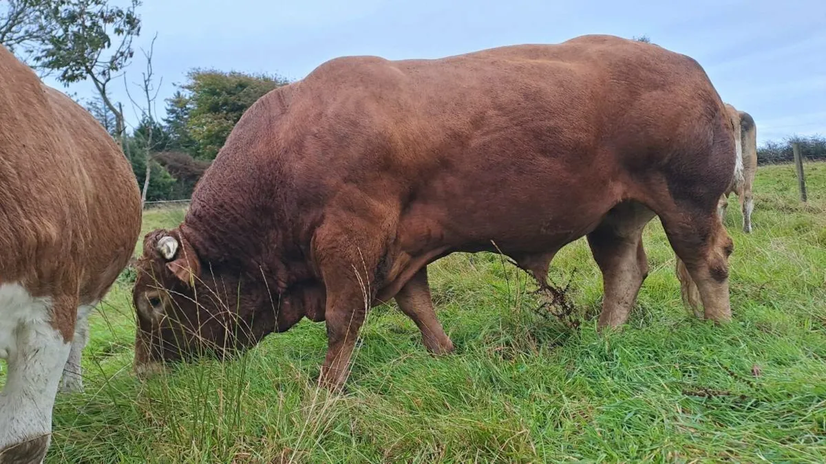 Limousin Bull - Image 1