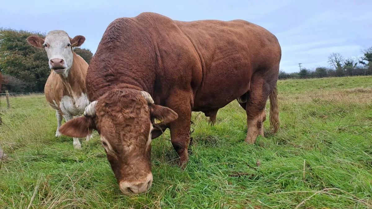 Limousin Bull - Image 2