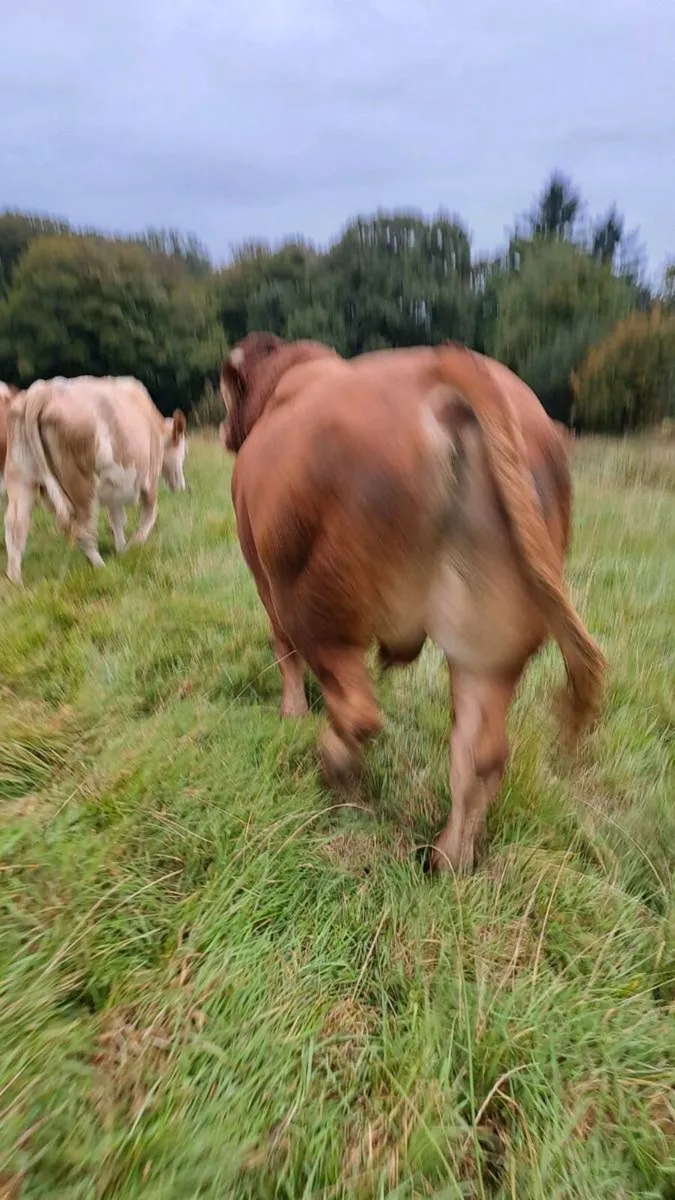 Limousin Bull - Image 3