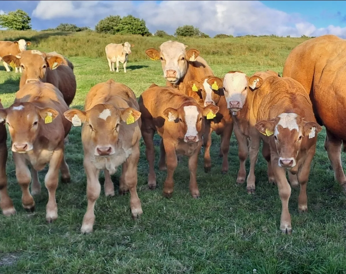 Limousin Bull - Image 4