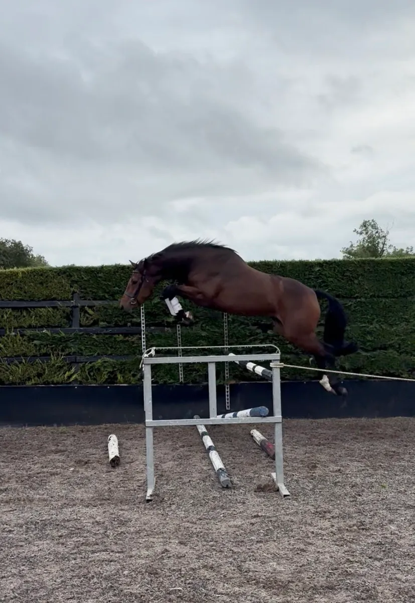 3 yr old Filly by Colandro - Image 4
