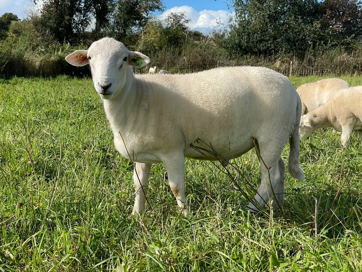 EasyCare Ram Lamb SIS eligible