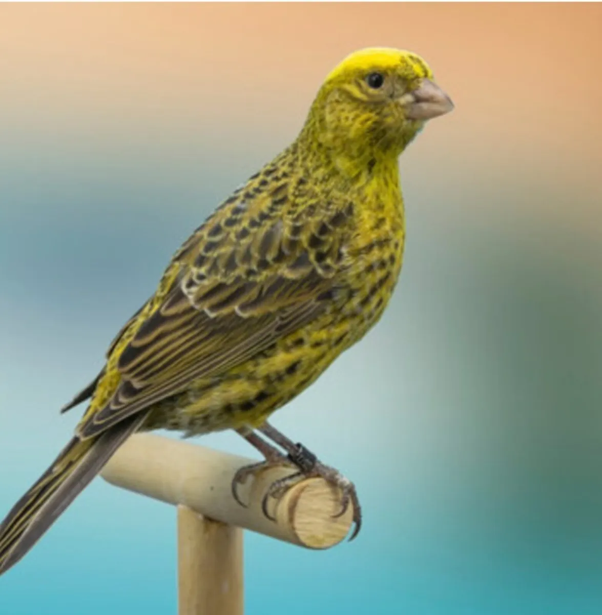 canaries for sale - Image 3