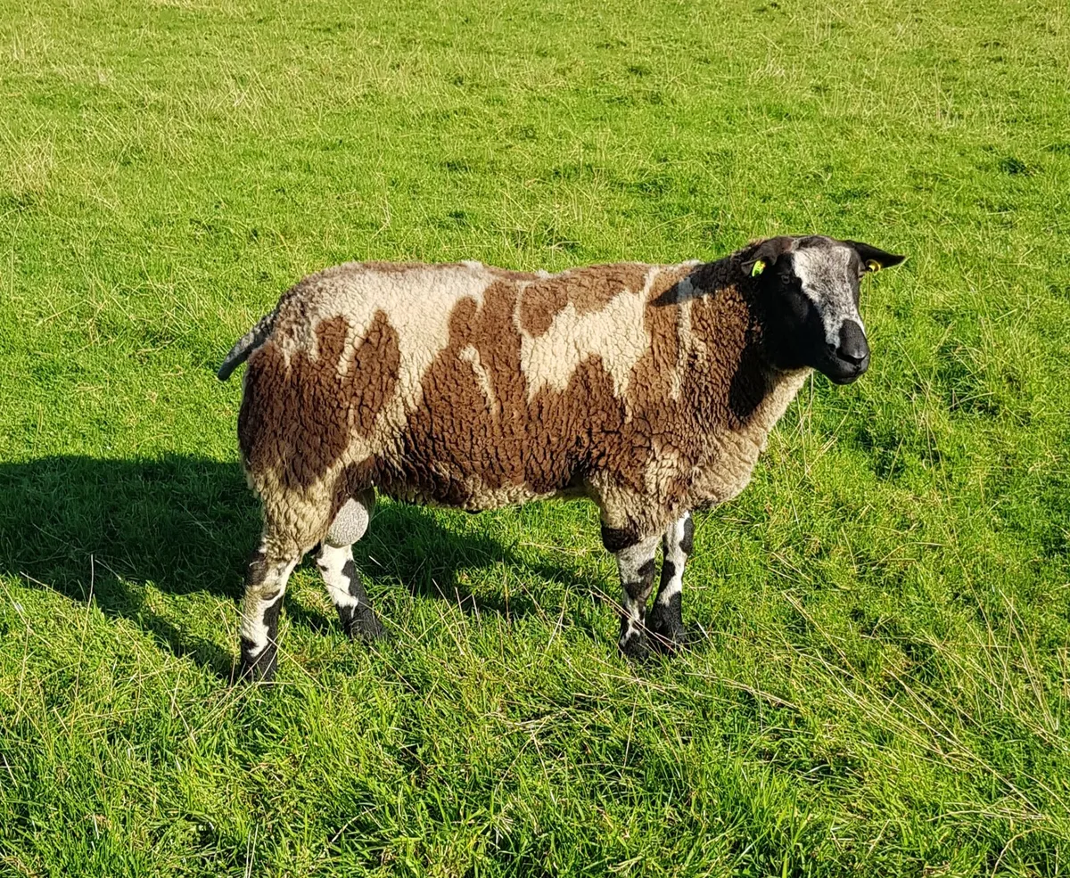Pedigree Reg Spotted Dutch Ram - Image 3