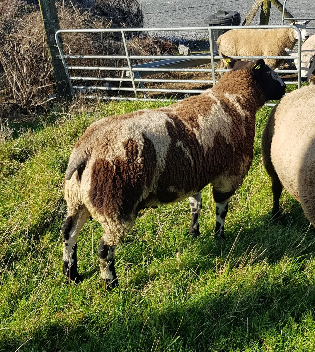 Pedigree Reg Spotted Dutch Ram - Image 4