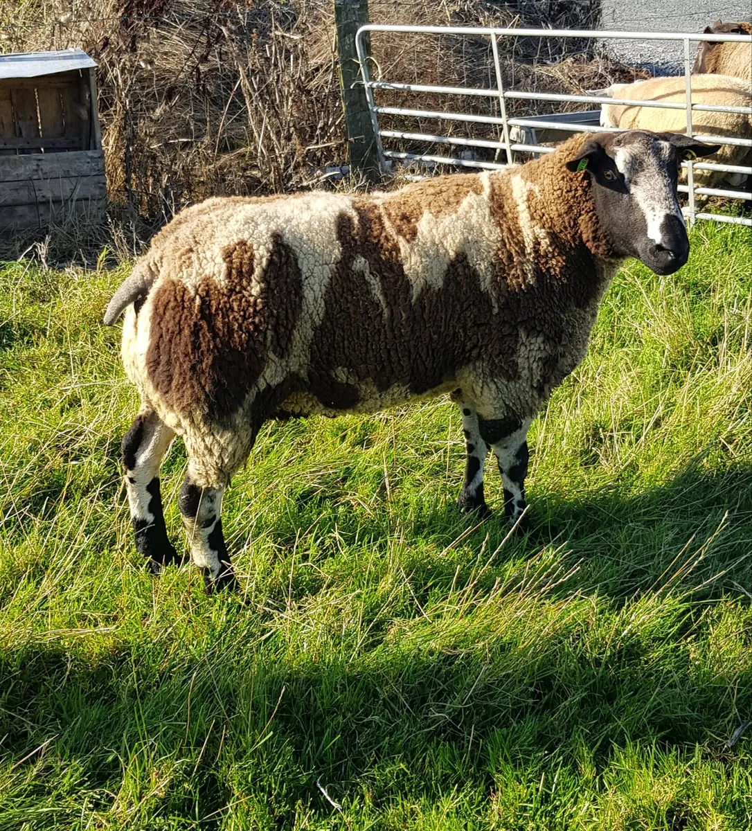 Pedigree Reg Spotted Dutch Ram - Image 1