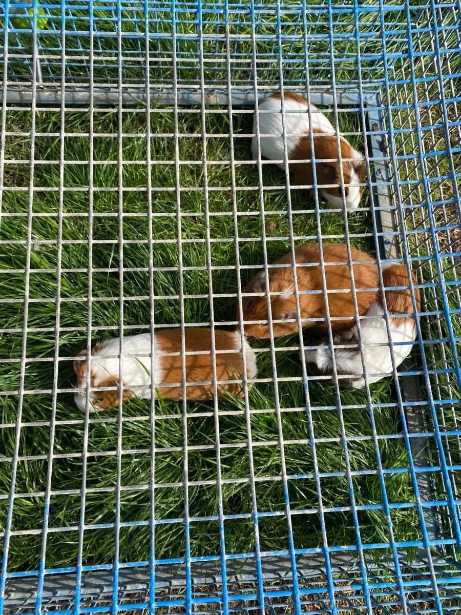 Guinea Pigs