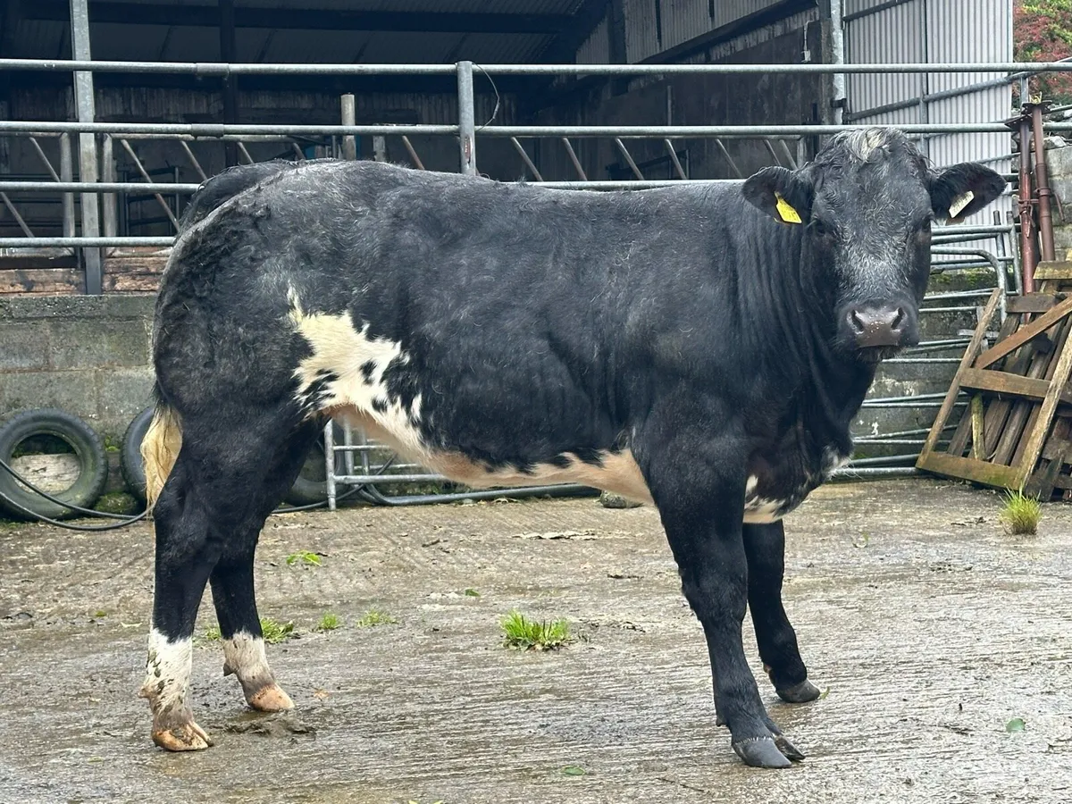 Show Belgium blue heifer - Image 2