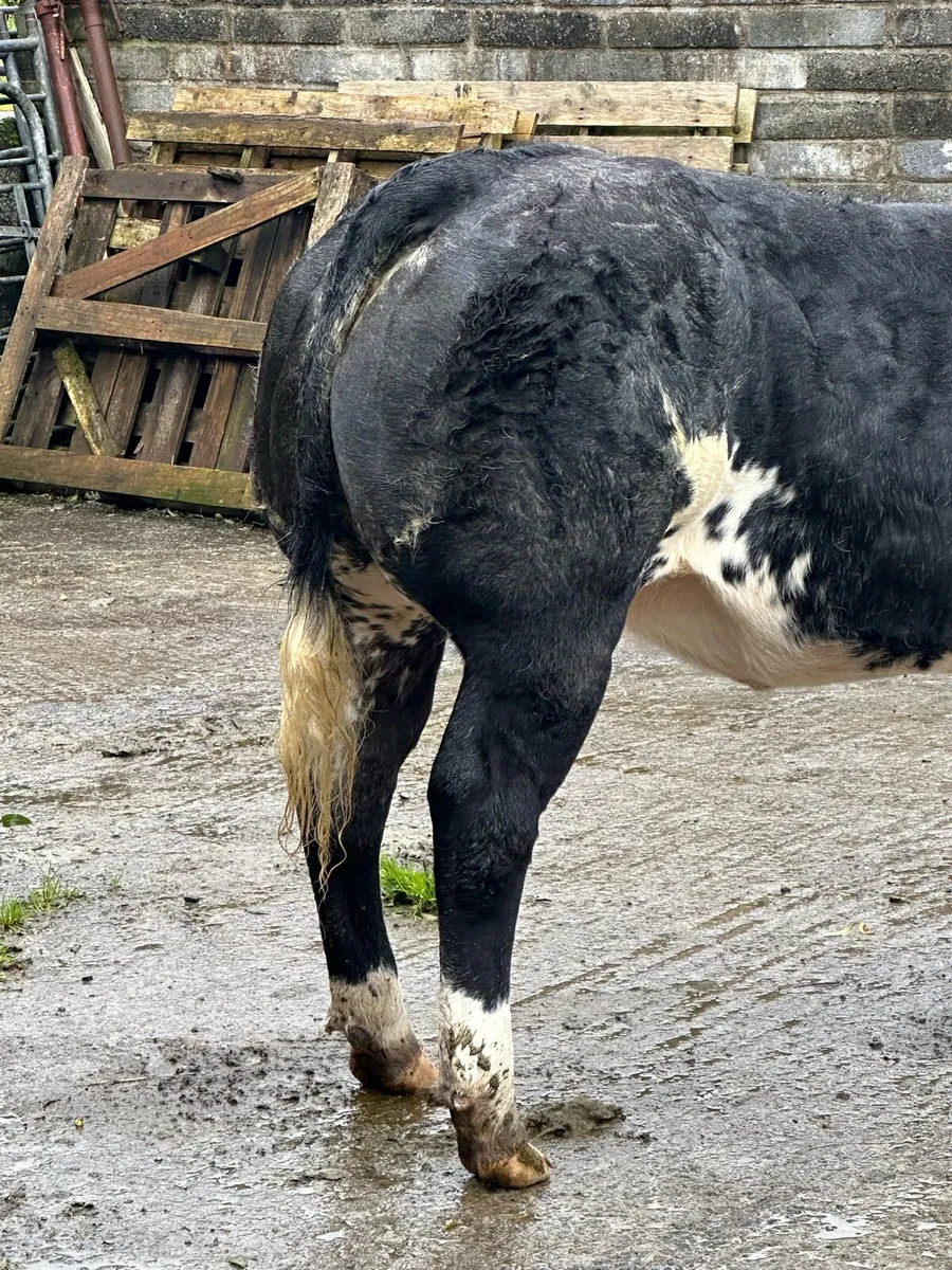 Show Belgium blue heifer - Image 3