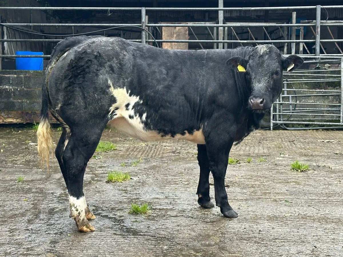 Show Belgium blue heifer - Image 4