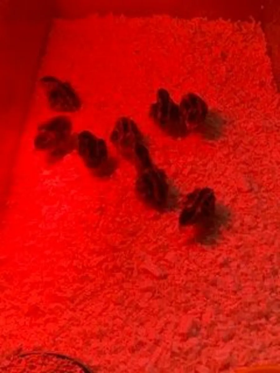 Day old silkie, pekin bantam and quail chicks - Image 3