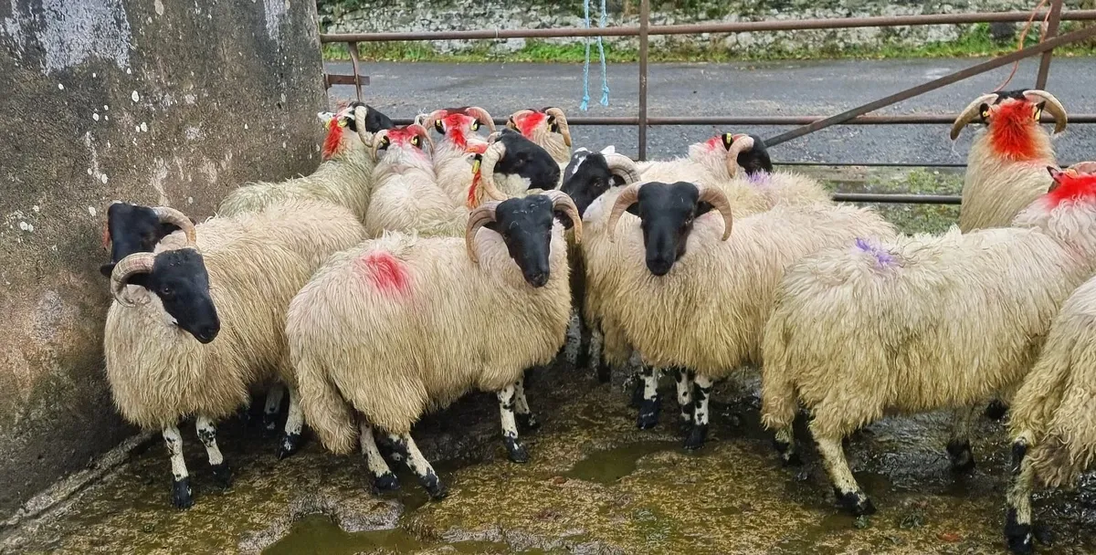 Strong Perth lambs