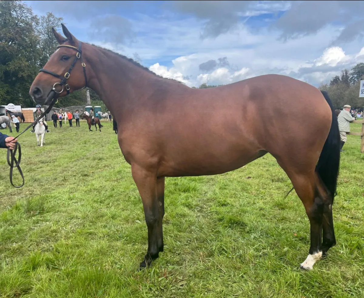 3yo Filly - Image 1