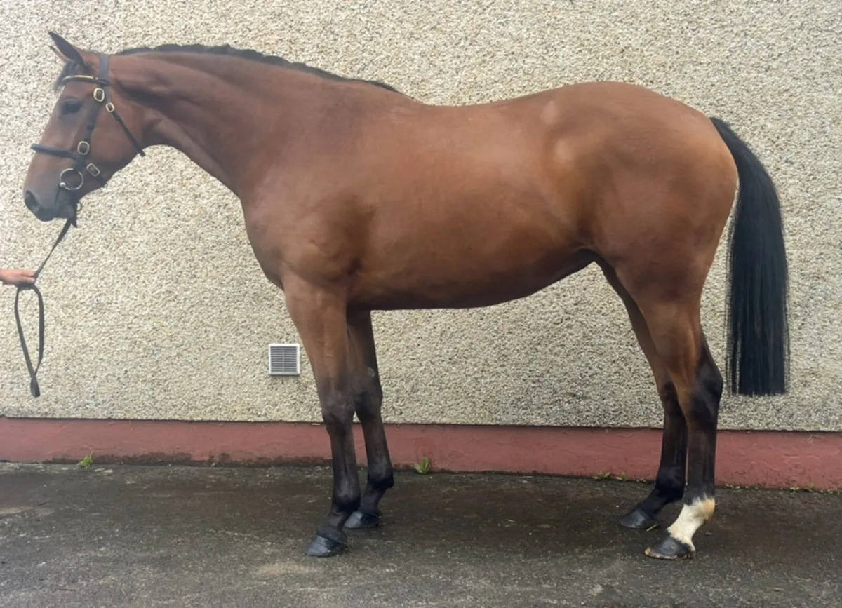 3yo Filly - Image 2