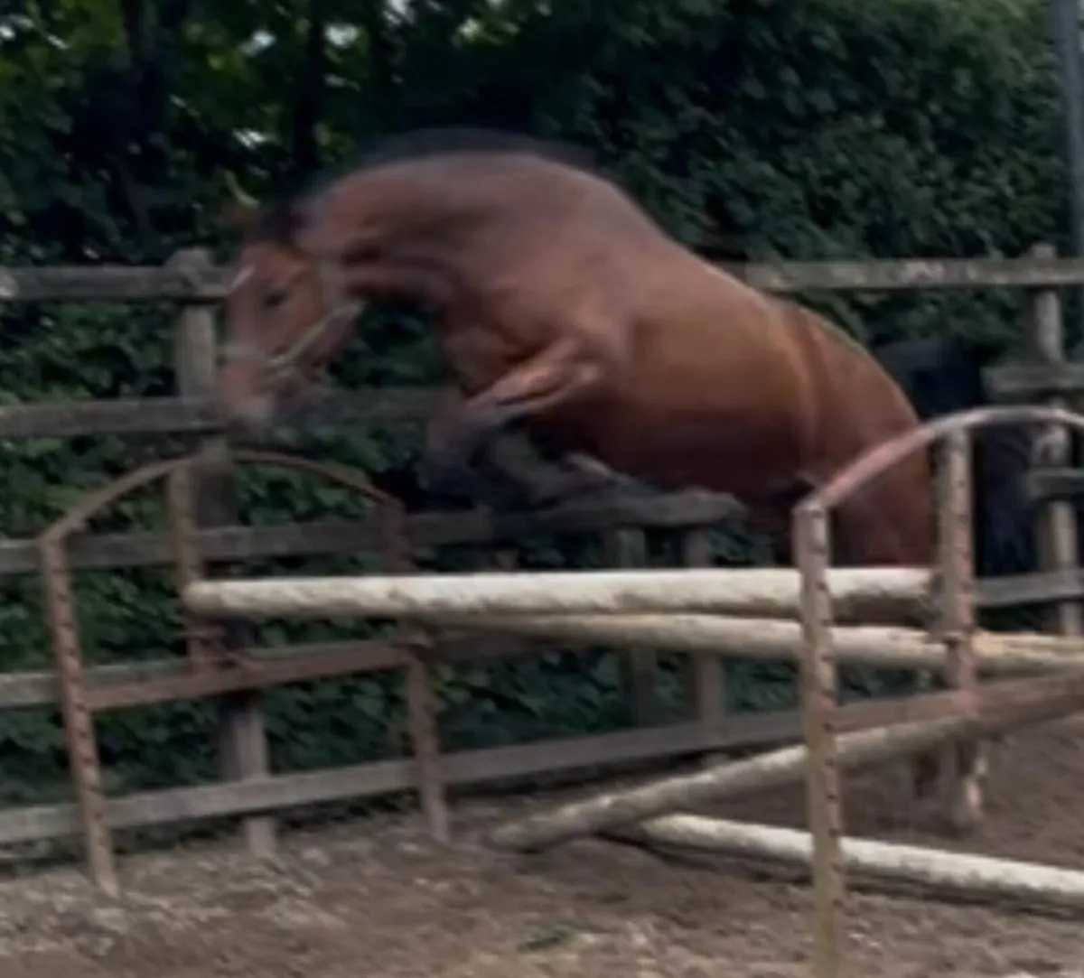 3yo Filly - Image 3
