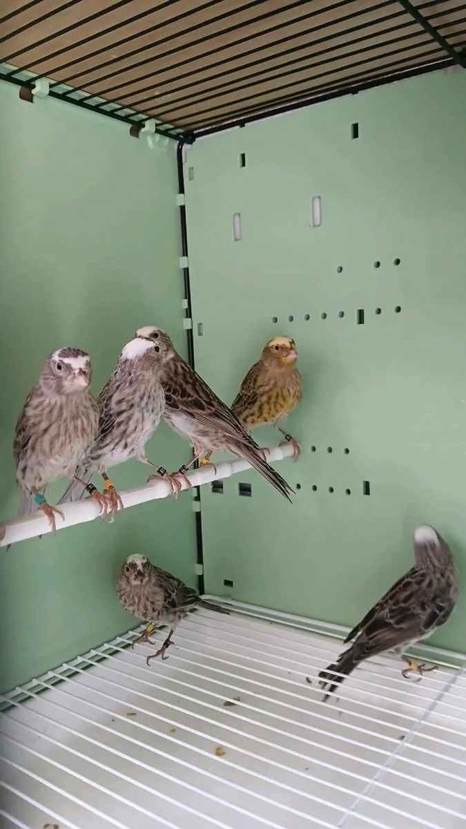canaries for sale - Image 1