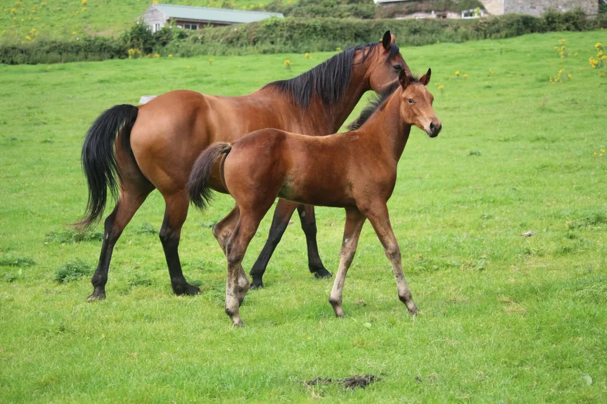 foal - Image 1