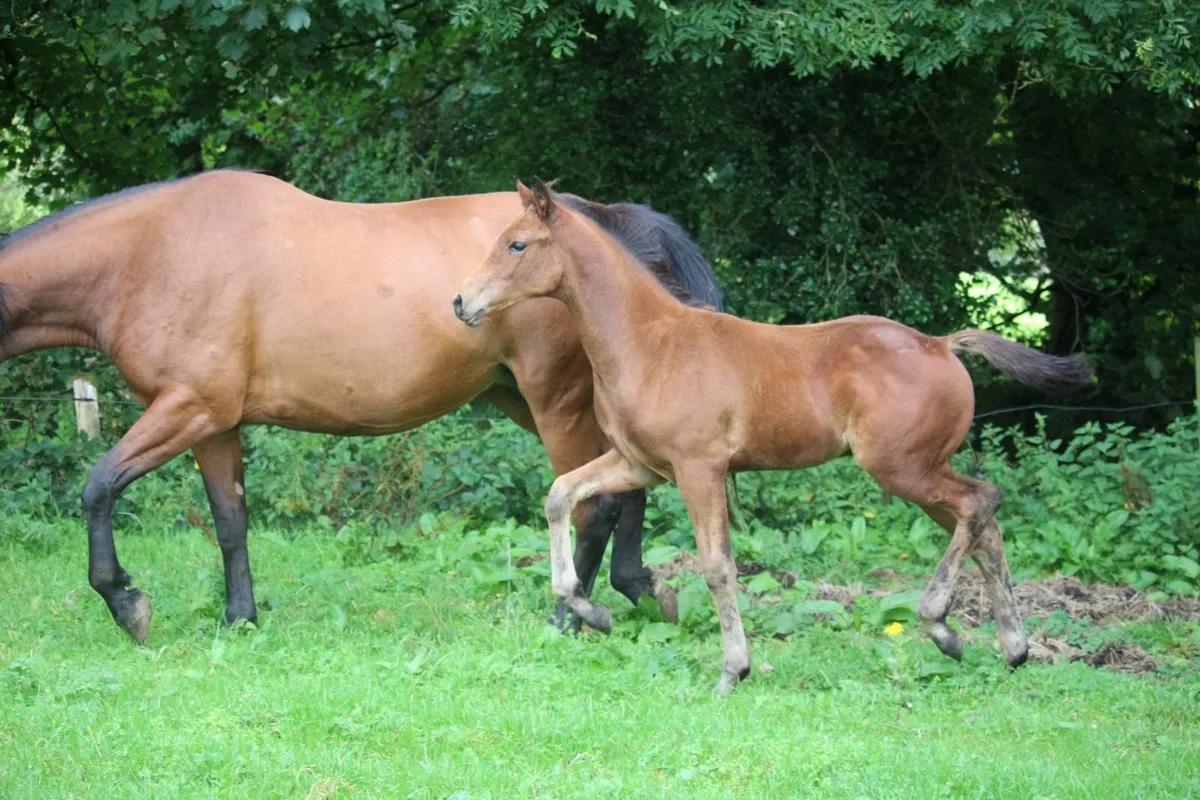 foal - Image 2