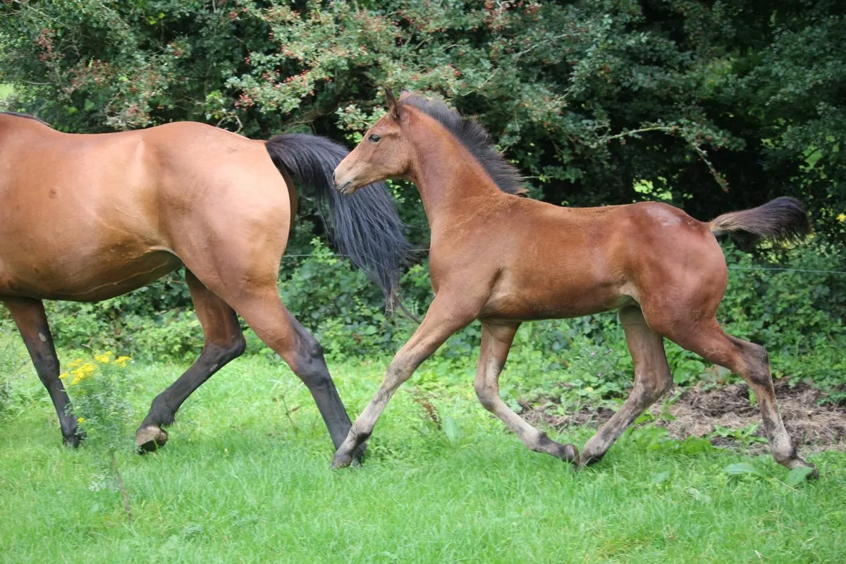 foal - Image 3