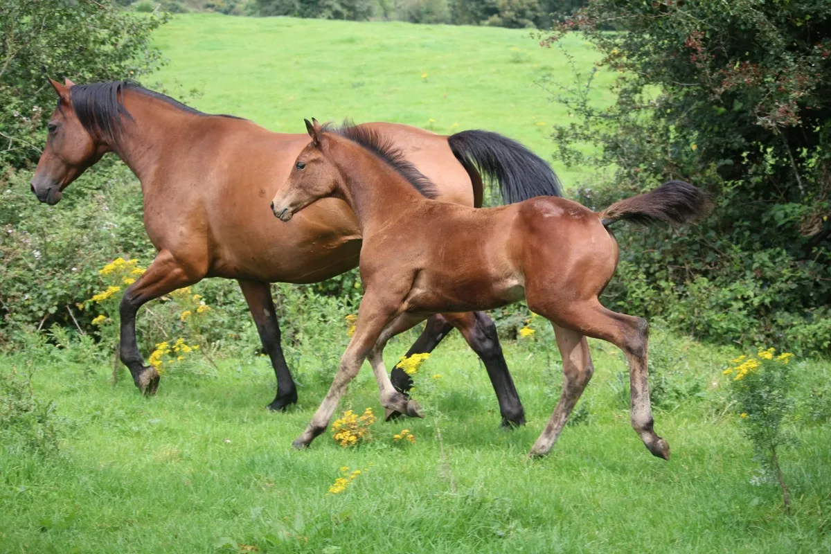 foal - Image 4