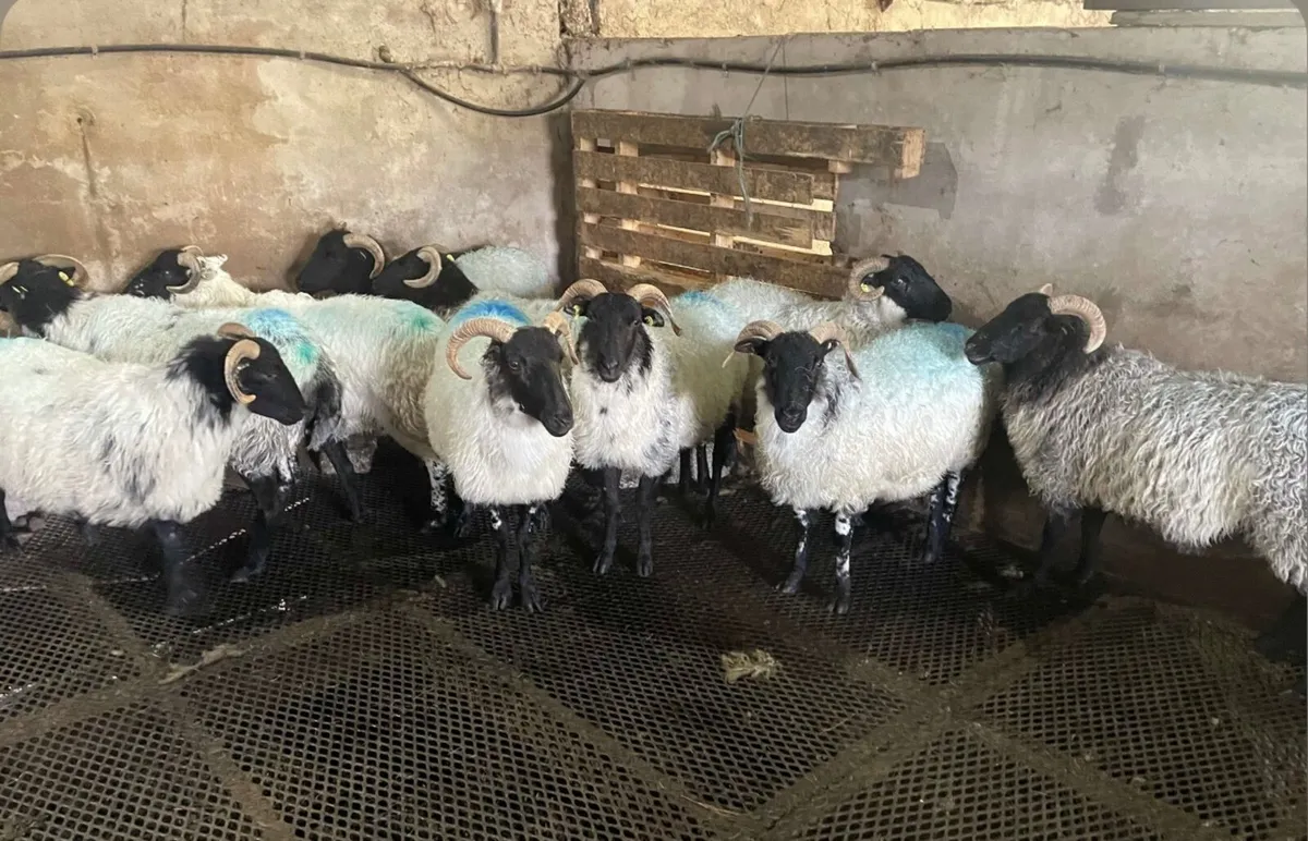 Sheep - Image 2
