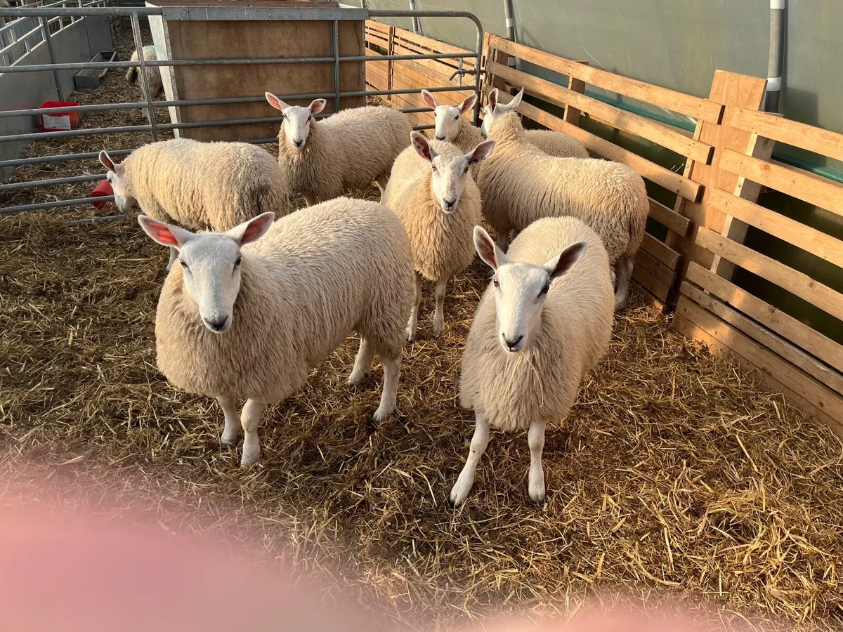 Sheep - Image 4