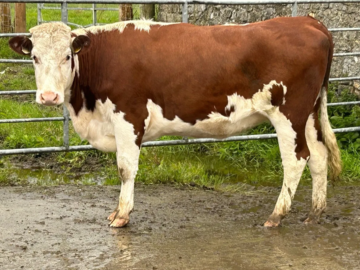2 smashing marked incalf heifers - Image 1