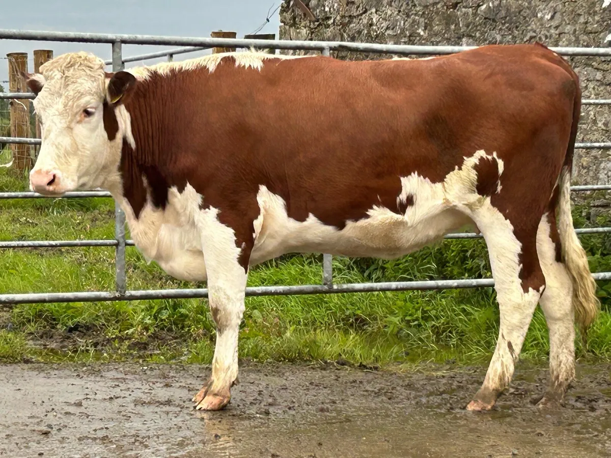 2 smashing marked incalf heifers - Image 2