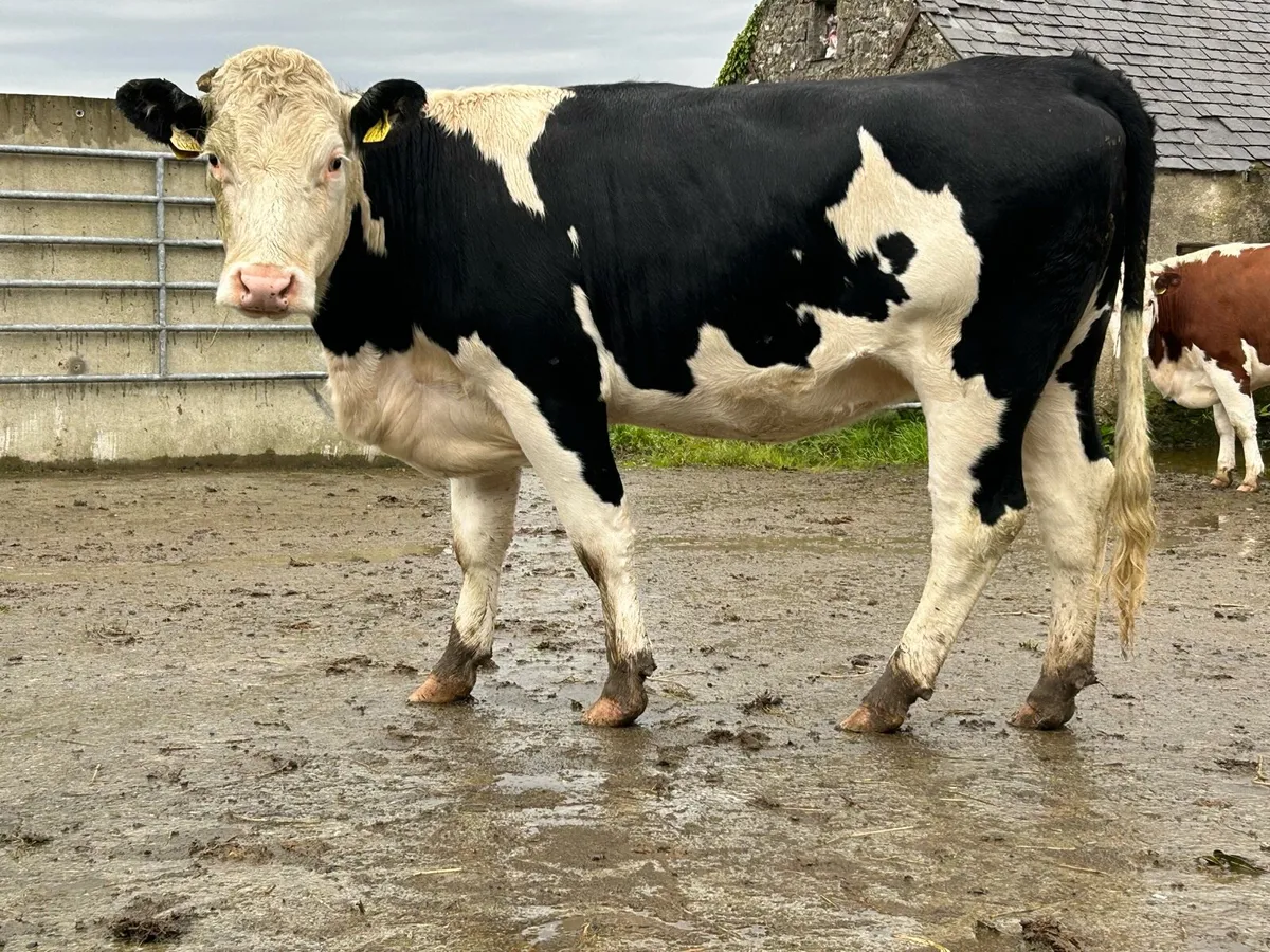2 smashing marked incalf heifers - Image 4
