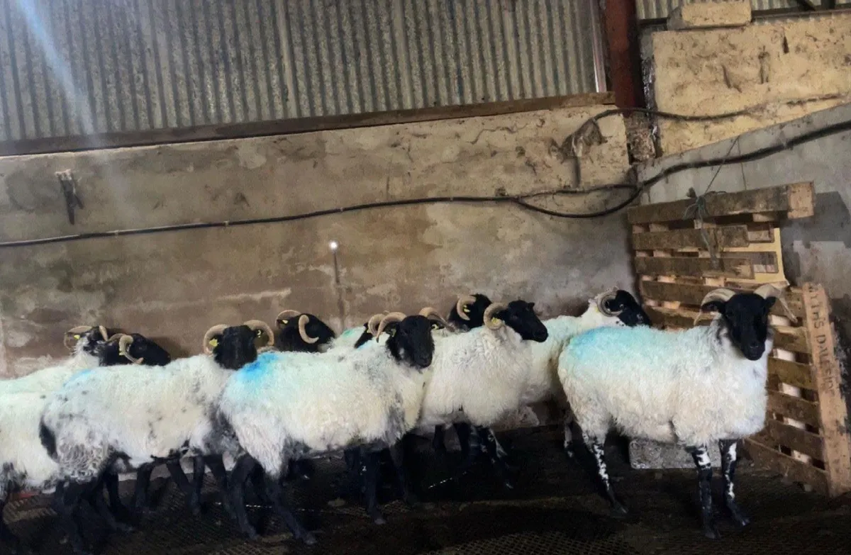 Sheep - Image 1