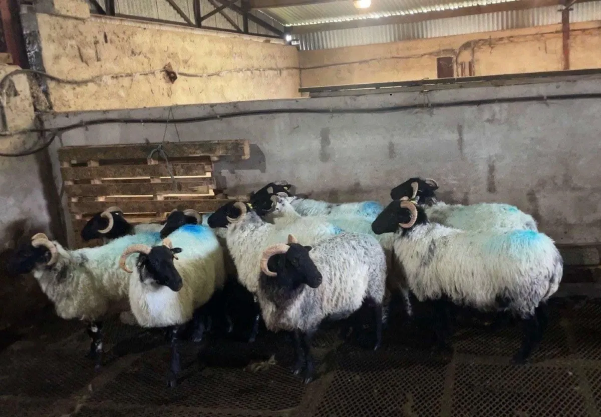 Sheep - Image 3