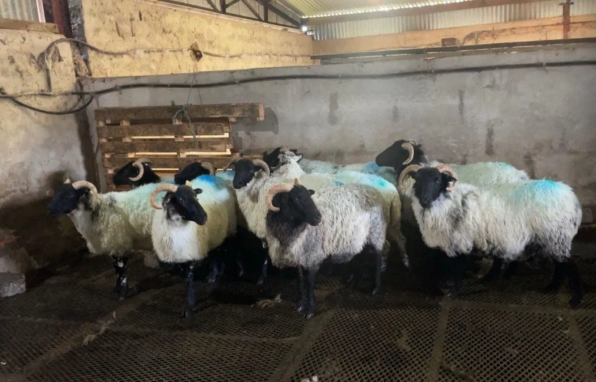 Sheep - Image 4