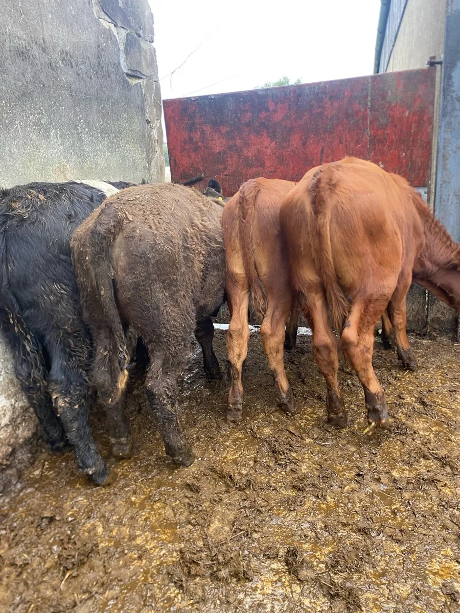 4 suckler bred heifer weanlings - Image 1