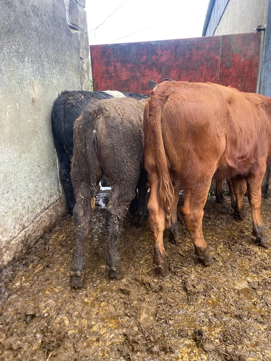 4 suckler bred heifer weanlings - Image 2