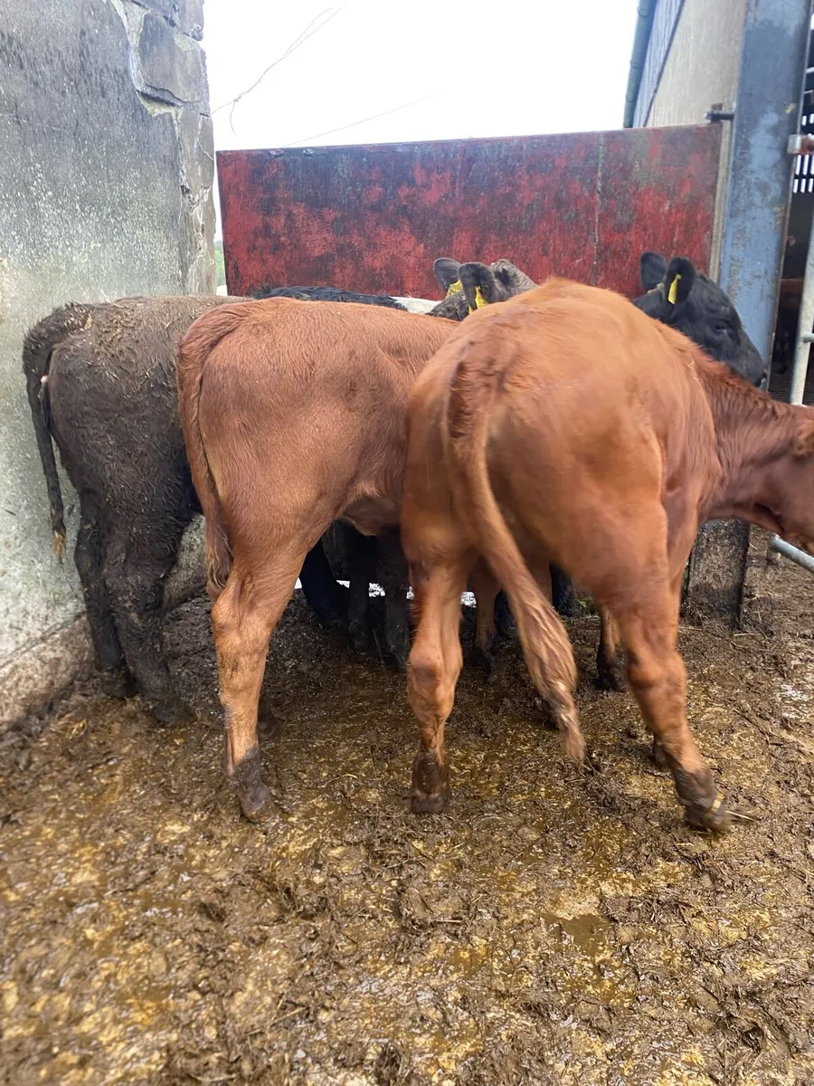 4 suckler bred heifer weanlings - Image 3