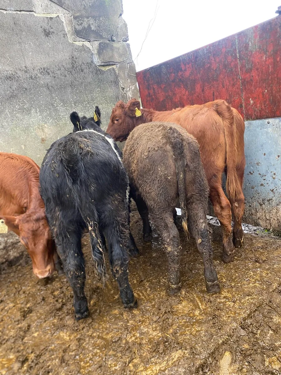 4 suckler bred heifer weanlings - Image 4