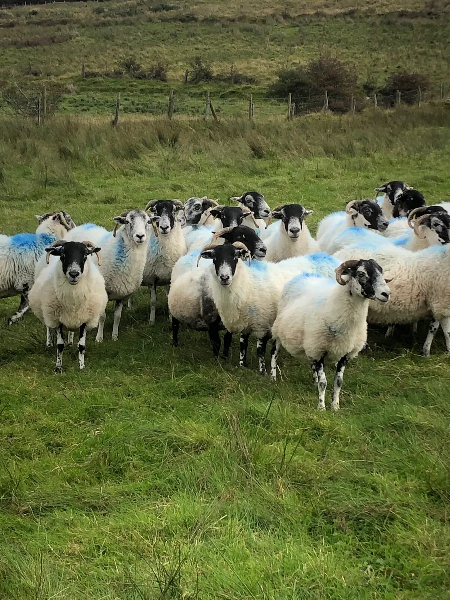 10 broken mouth ewes - Image 1