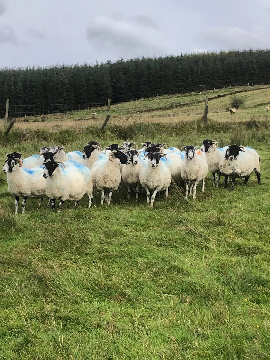 10 broken mouth ewes - Image 2