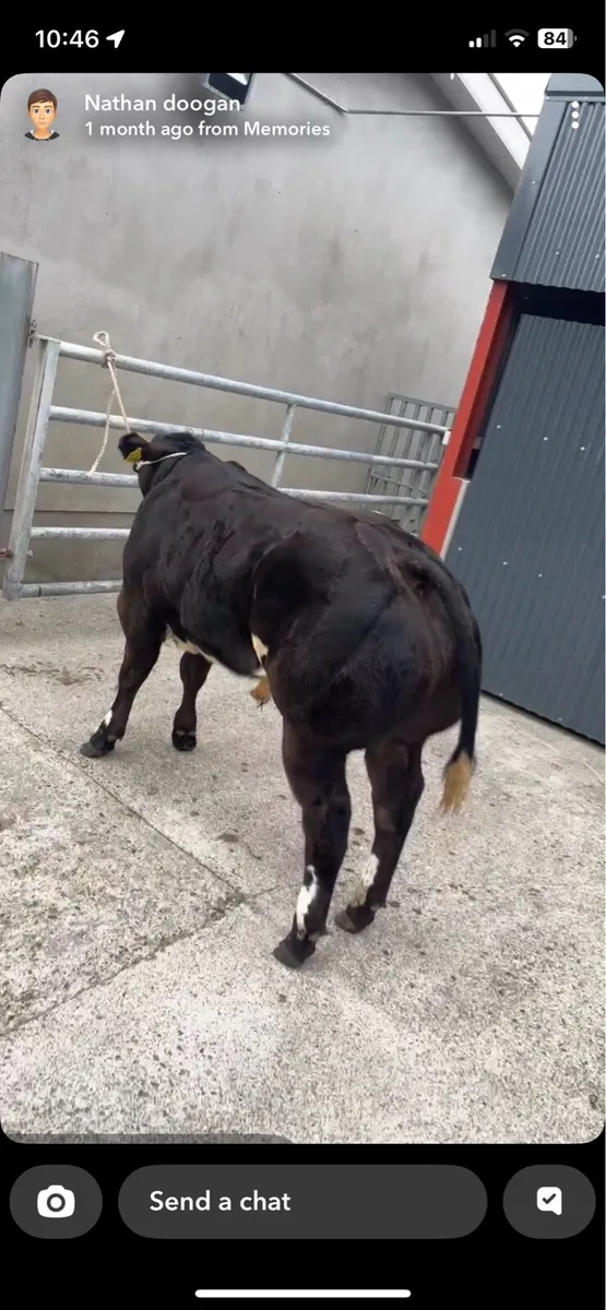 Weanling bull - Image 1