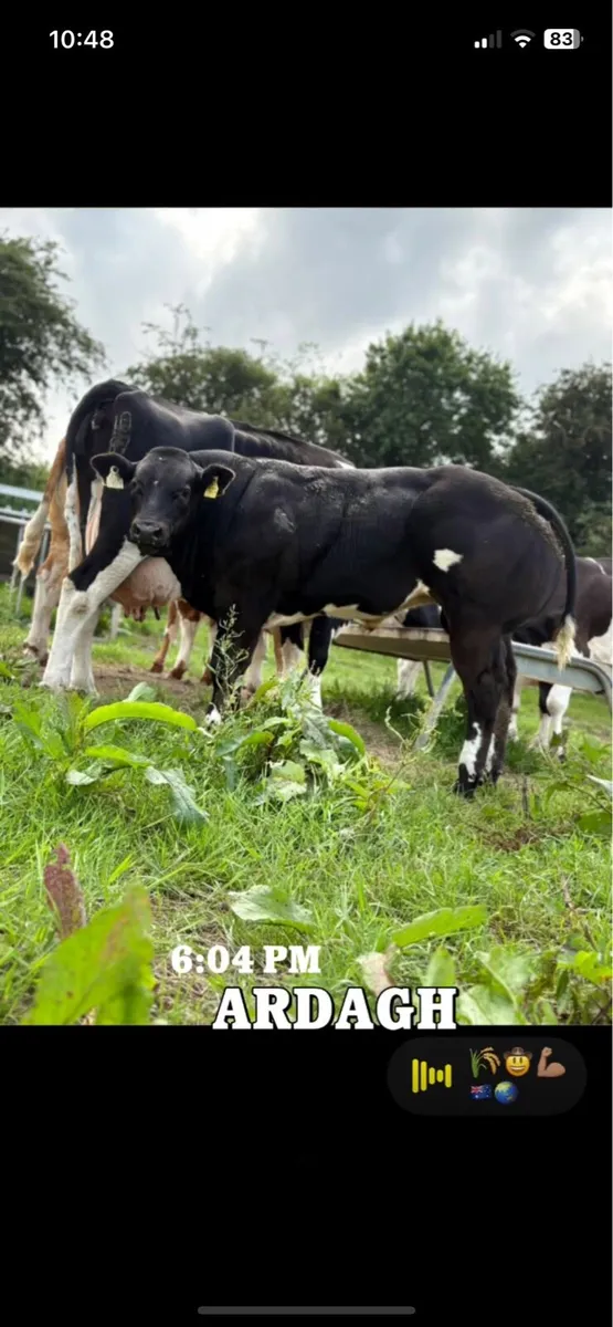 Weanling bull - Image 2