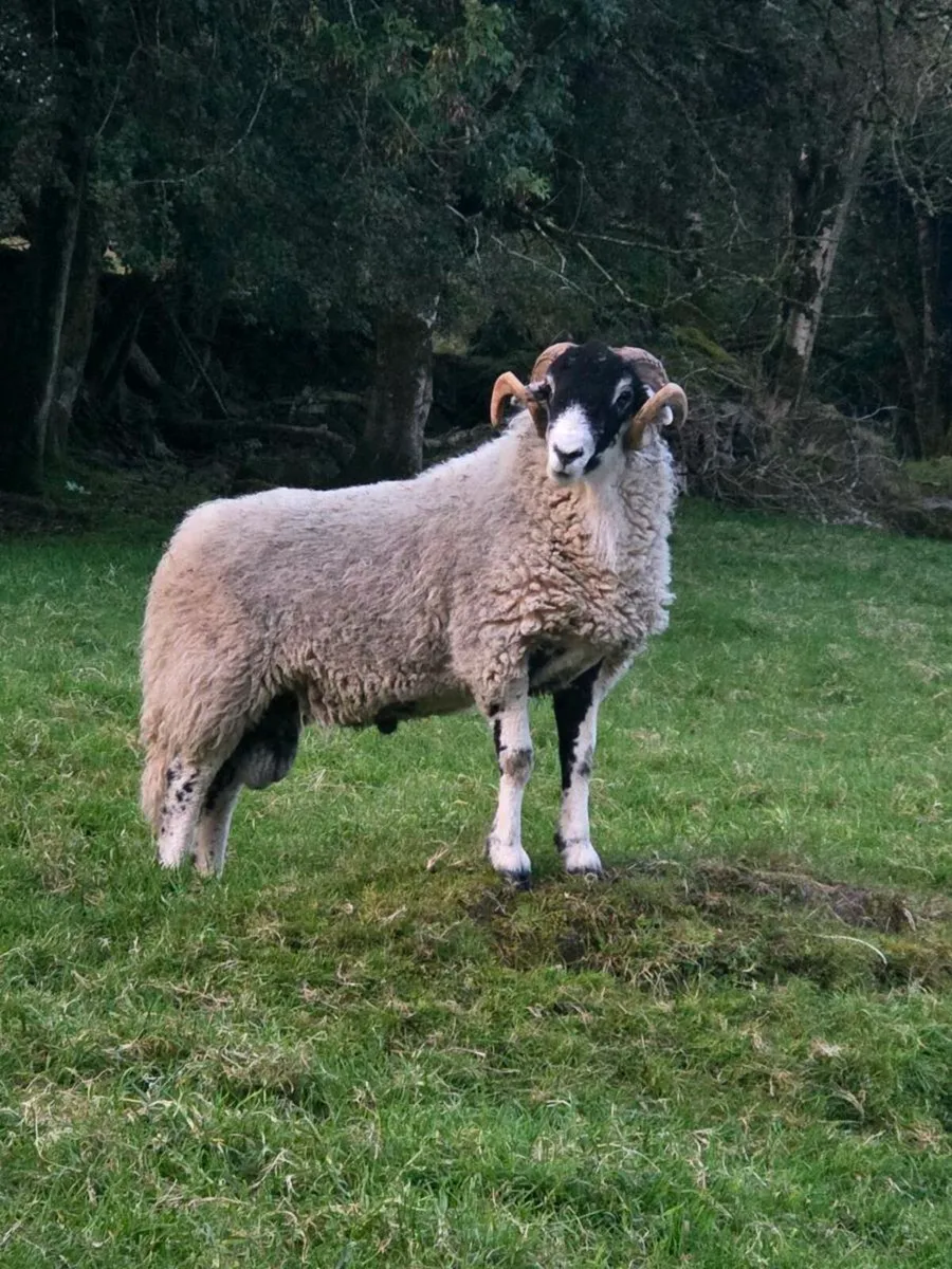 Swaledale hogget ram - Image 1
