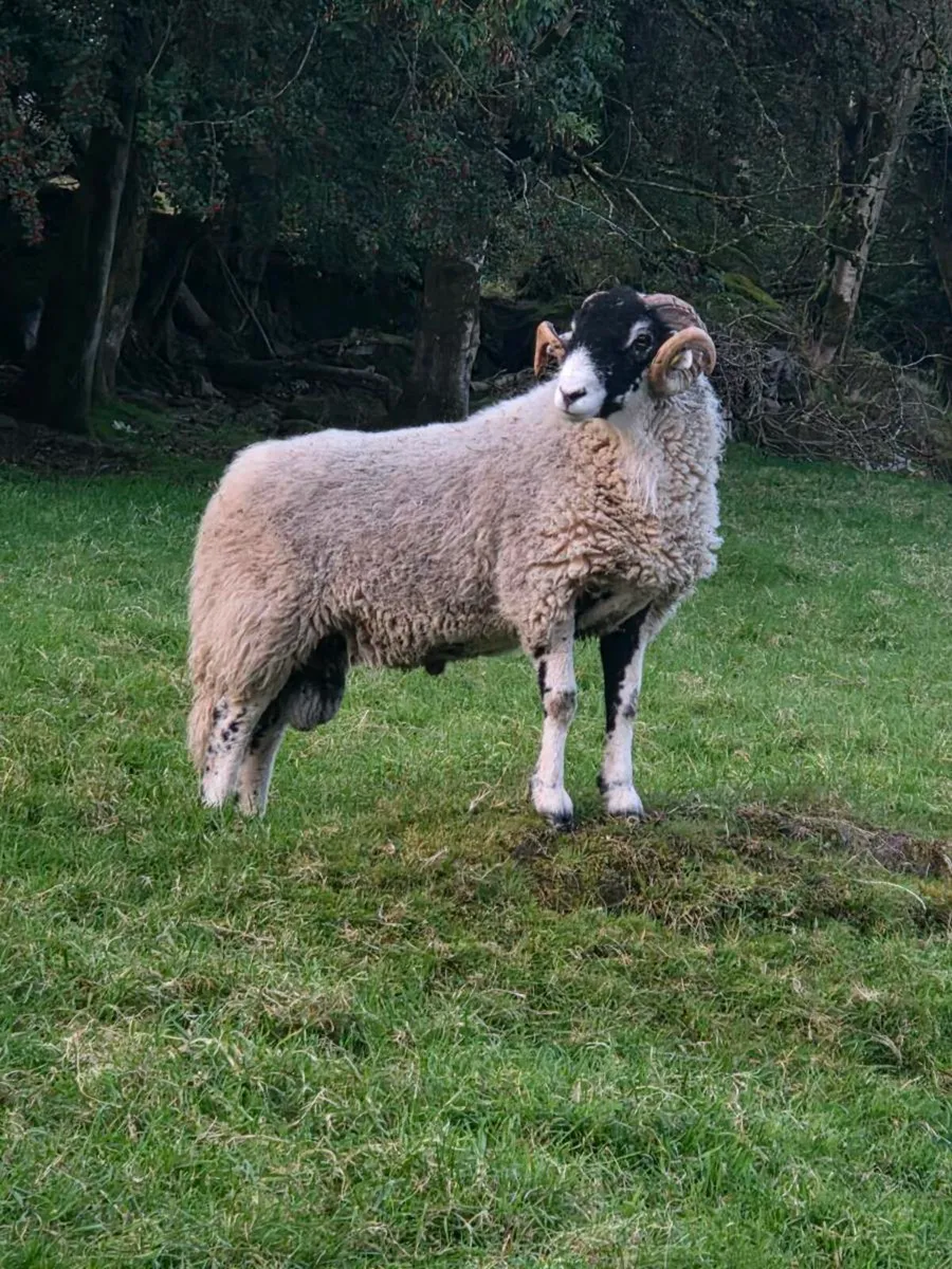 Swaledale hogget ram - Image 2