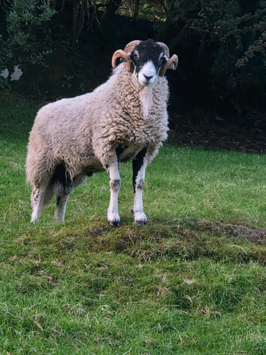 Swaledale hogget ram - Image 3