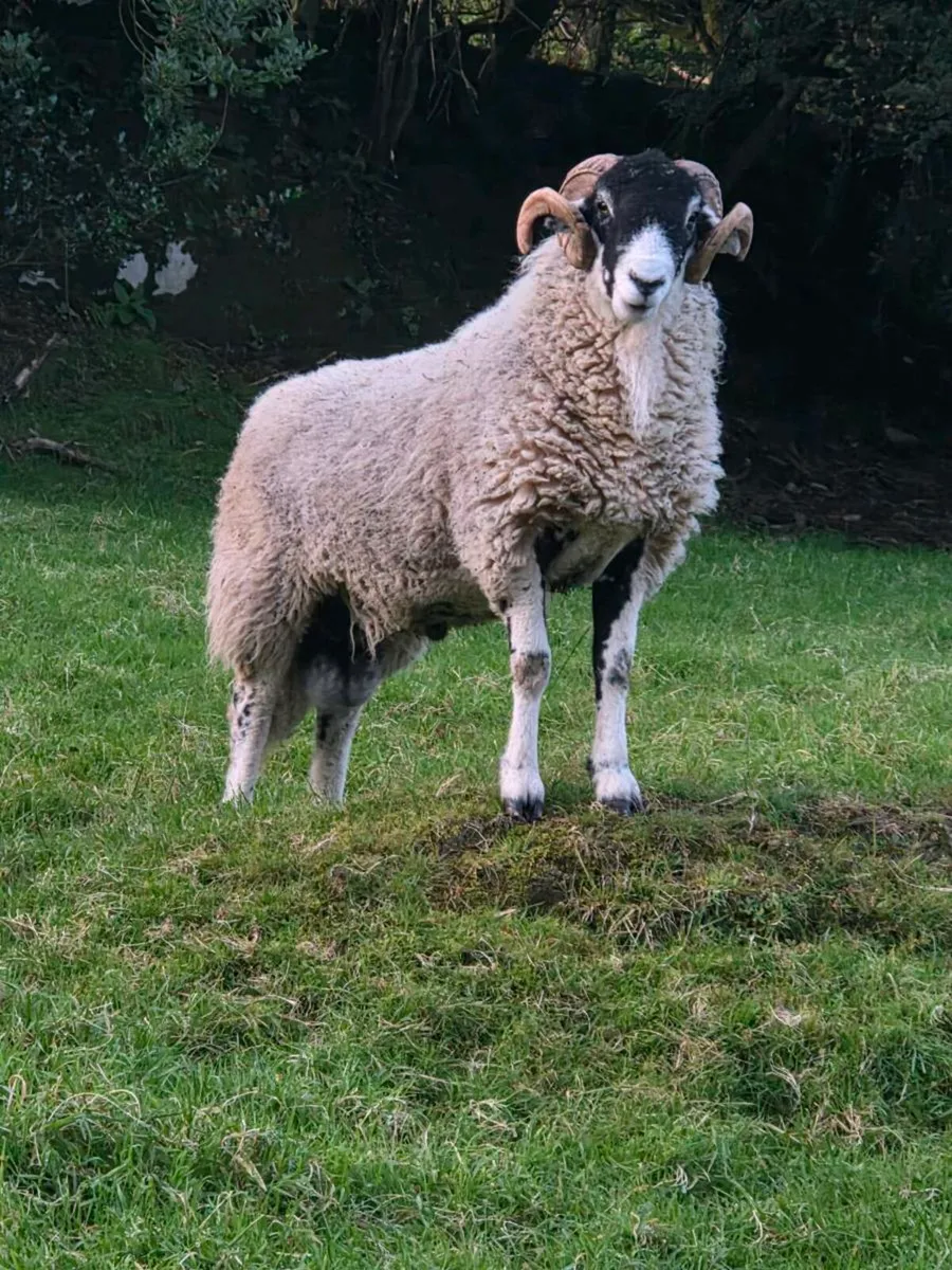 Swaledale hogget ram - Image 4