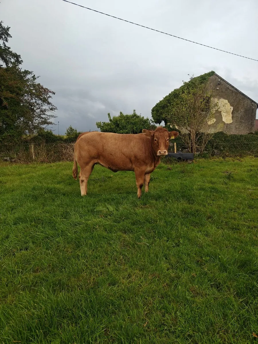 cattle - Image 1