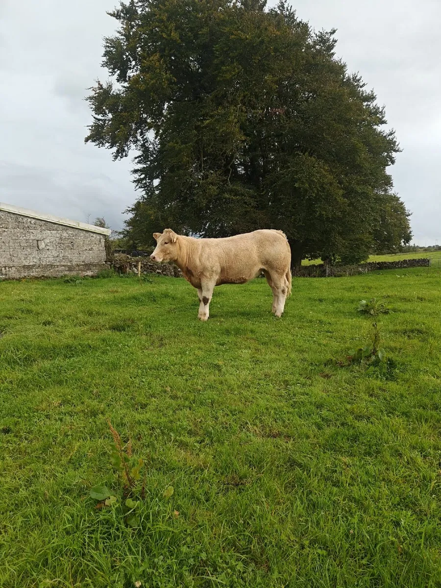 cattle - Image 3