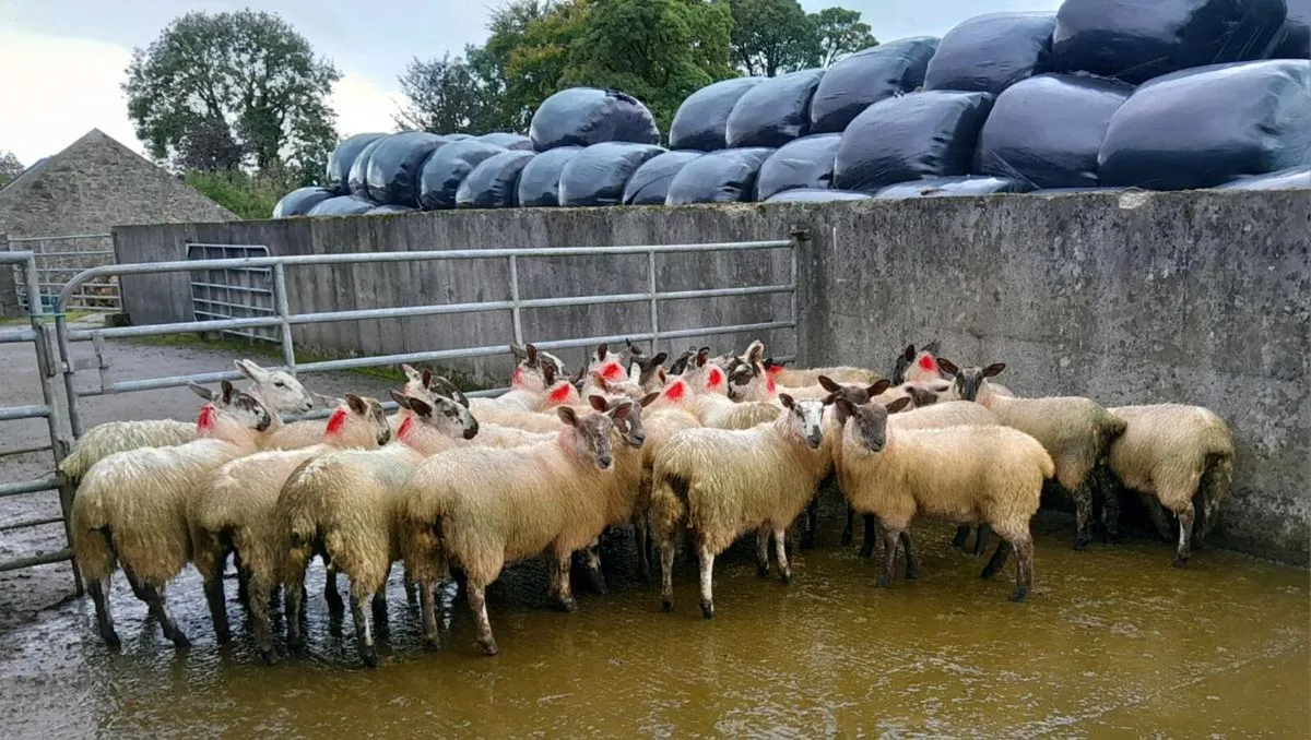 Ewe Lambs 50kg + - Image 1