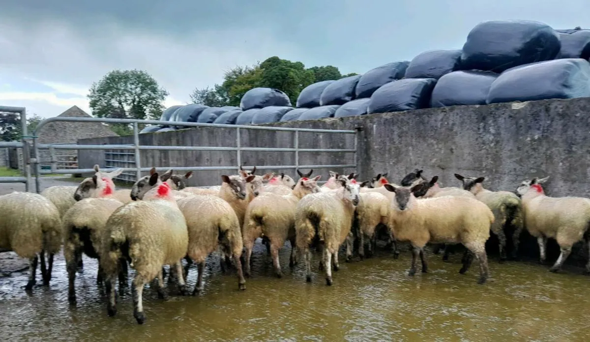 Ewe Lambs 50kg + - Image 2