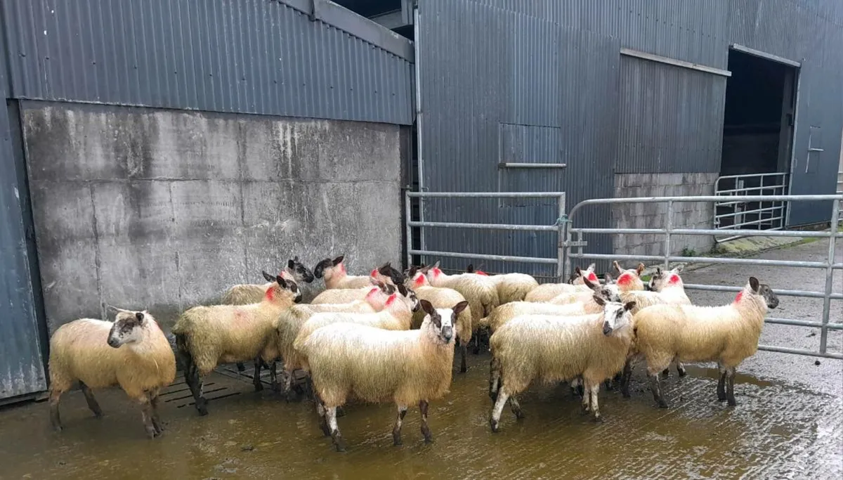 Ewe Lambs 50kg + - Image 3